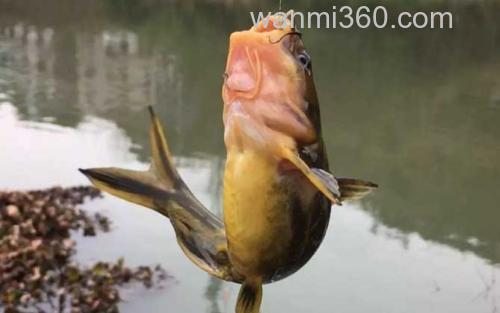 黄辣丁_0