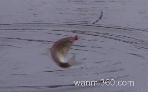 冬季钓鱼_3