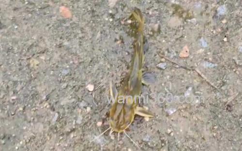 黄骨鱼_0