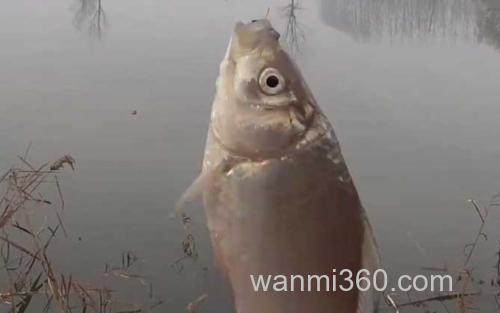 冬季钓鱼_0
