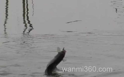 水库钓鱼_1
