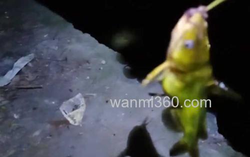 黄颡鱼_3