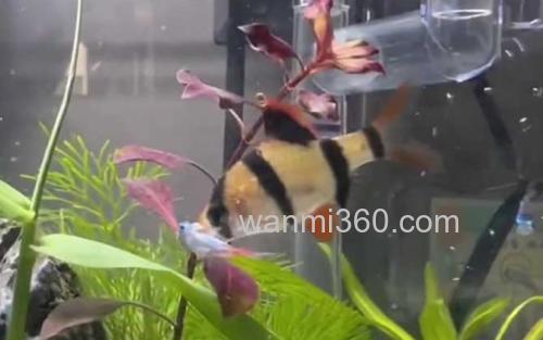 虎皮鱼_1