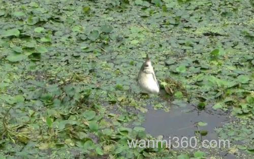 野钓鲫鱼_4