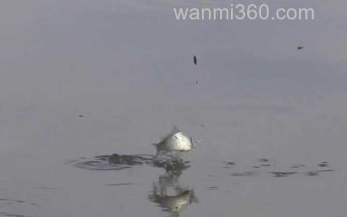 秋季钓鱼_2