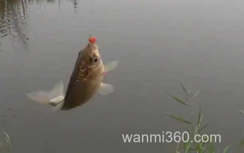 深秋钓鱼_4