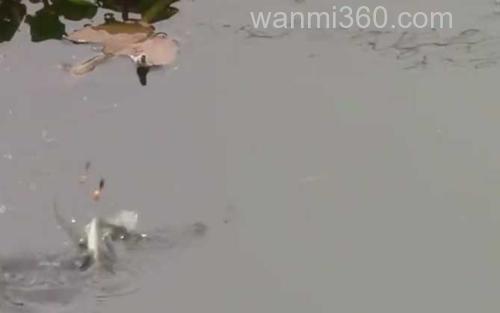 秋季钓鱼_2