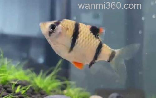 虎皮鱼_2