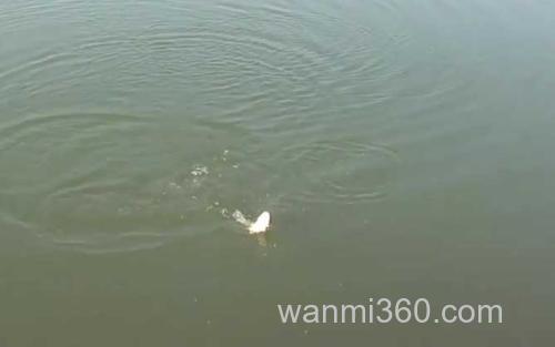 秋季钓鱼_3