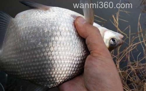 鳊鱼_1