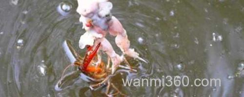 钓龙虾_0