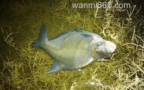 夜钓鳊鱼_5