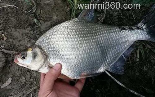 鳊鱼_0