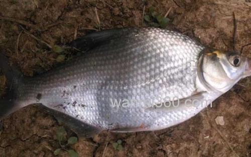 鳊鱼_2