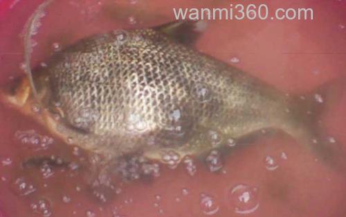 鳊鱼_1