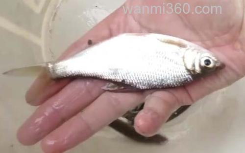 大眼华鳊_1