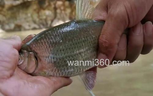 大眼华鳊_3