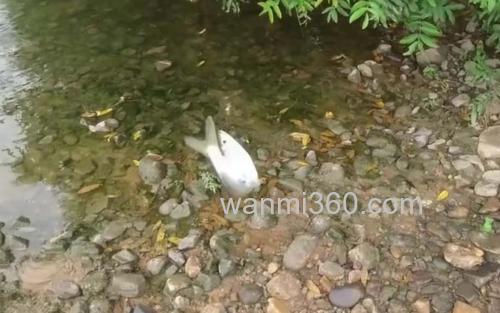 大眼鳊鱼_1