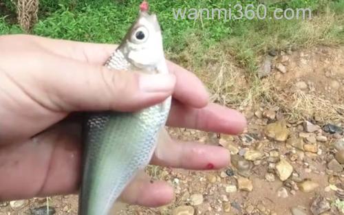 大眼鳊鱼_3