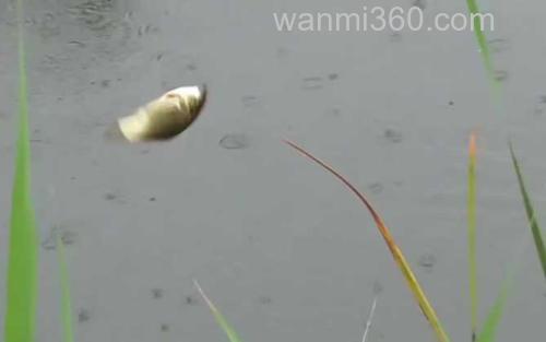 钓鱼_2