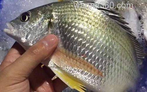鲷鱼_2