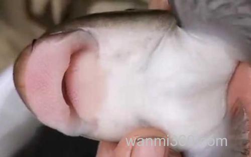 暗色唇鱼_3