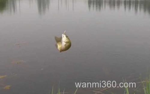 夏季钓鱼_3
