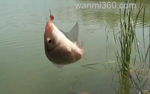 初夏钓鱼_2