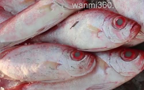 大眼鲷_0