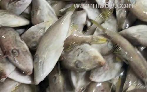 剥皮鱼_2