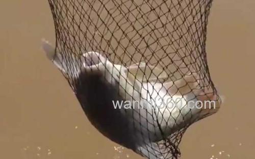 忘不了鱼_3