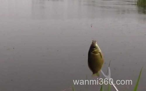 夏季钓鱼_3