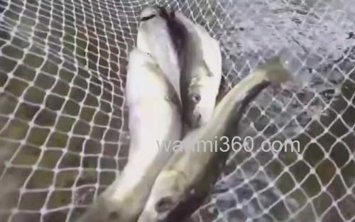 细鳞鱼_1
