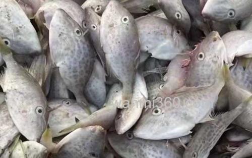 剥皮鱼_1