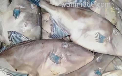 绿鳍马面鲀_0