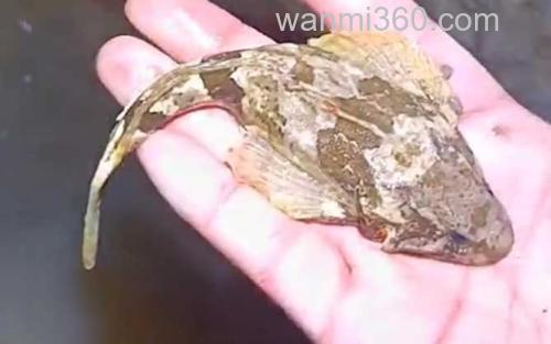 四鳃鲈鱼_2