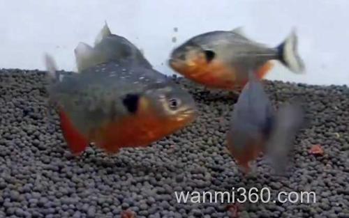 水虎鱼_1