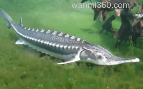 中华鲟_0