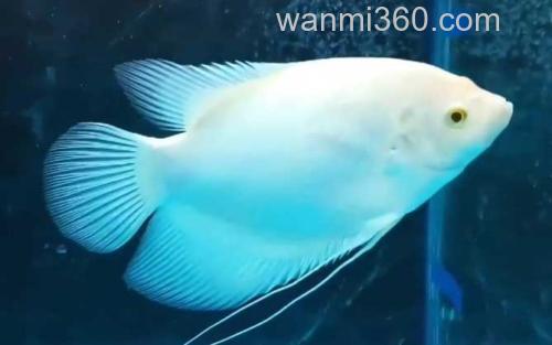 招财鱼_0