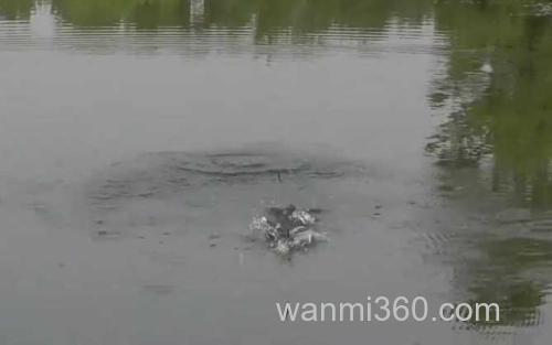 三月份钓鱼_3