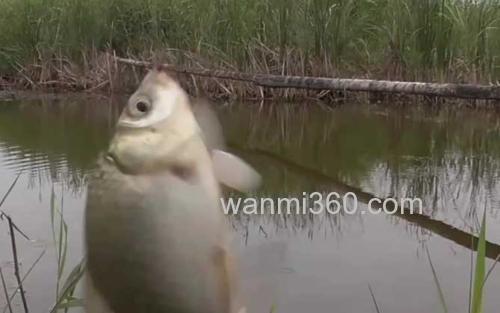 早春钓鱼_3