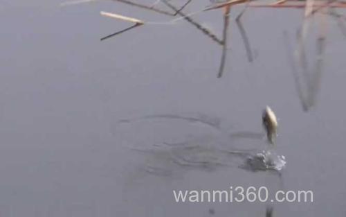 早春钓鱼_3