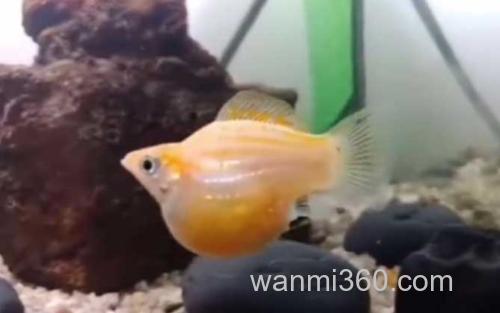 玛丽鱼_0