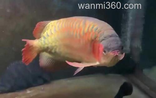 金龙鱼_2