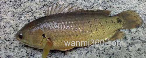 攀鲈_0