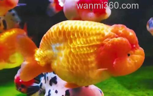 兰寿金鱼_1