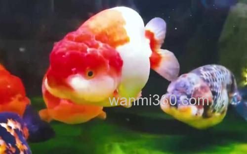 兰寿_9