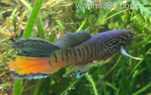 鳉鱼_2