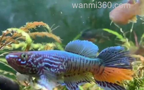 鳉鱼_3