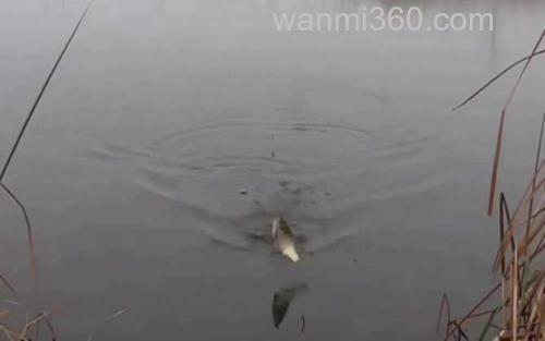 钓鱼_2